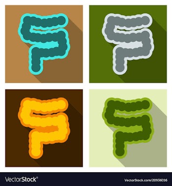 Human digestive system intestines gut anatomy vector image