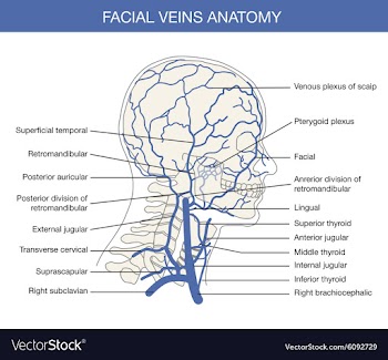 Human facial vein in vector image