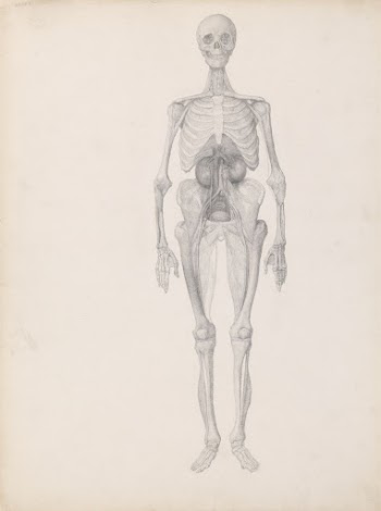 Human Figure, Anterior View (Finished | Free Photo - rawpixel