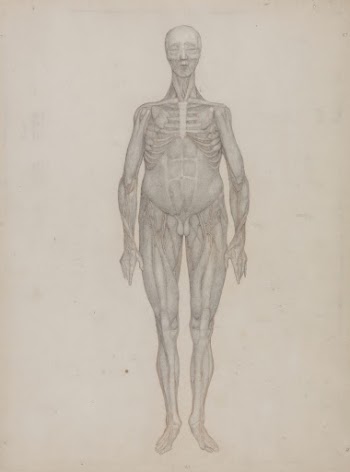 Human Figure, Anterior View (Intended | Free Photo - rawpixel