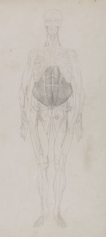 Human Figure, Anterior View (Largely | Free Photo - rawpixel