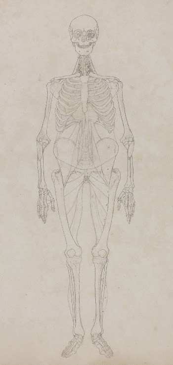 Human Figure, Anterior View (Outline | Free Photo - rawpixel