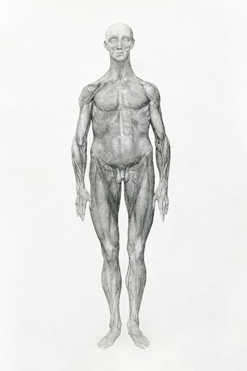 Human Figure, Anterior View, Skin and… | Free public domain illustration