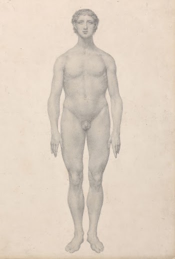 Human Figure, Anterior View, Undissected | Free Photo - rawpixel