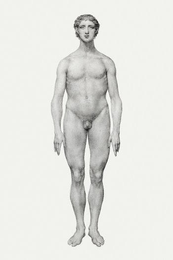 Human Figure, Anterior View, Undissected… | Free public domain illustration