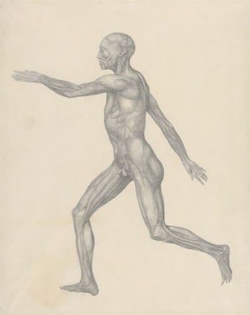 Human Figure, Lateral View, after Removal | Free Photo - rawpixel
