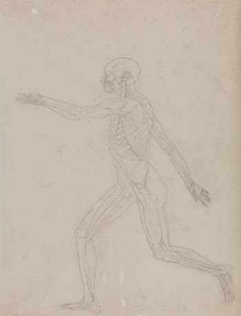 Human Figure, Lateral View by George | Free Photo - rawpixel