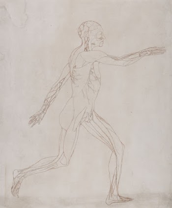 Human Figure, Lateral View (Prepared | Free Photo - rawpixel