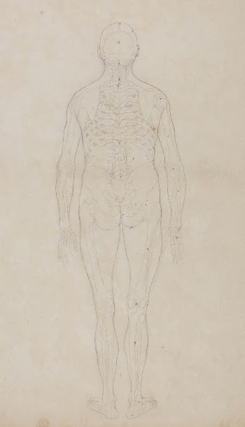 Human Figure, Posterior View by George | Free Photo - rawpixel