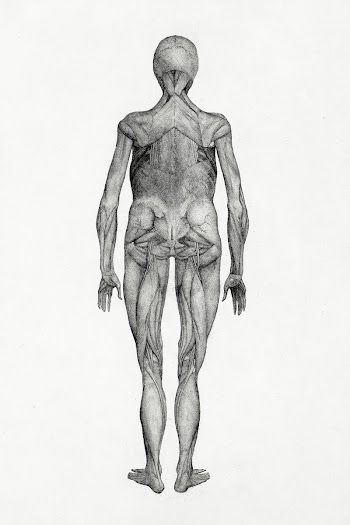 Human Figure, Posterior View (Finished Study… | Free public domain illustration