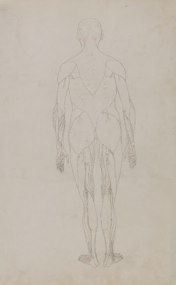 Human Figure, Posterior View (Further | Free Photo - rawpixel