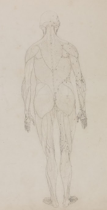 Human Figure, Posterior View (Outline | Free Photo - rawpixel
