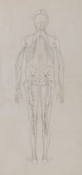 Human Figure, Posterior View (Outline | Free Photo - rawpixel