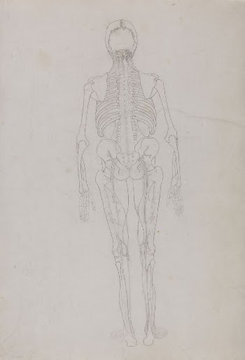 Human Figure, Posterior View (Outline | Free Photo - rawpixel