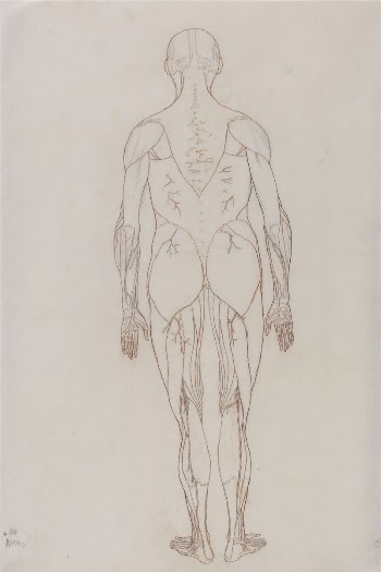 Human Figure, Posterior View (Outline | Free Photo - rawpixel