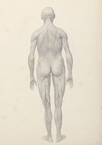 Human Figure, Posterior View, Partially | Free Photo - rawpixel