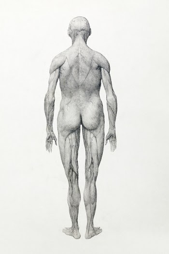 Human Figure, Posterior View, Partially… | Free public domain illustration