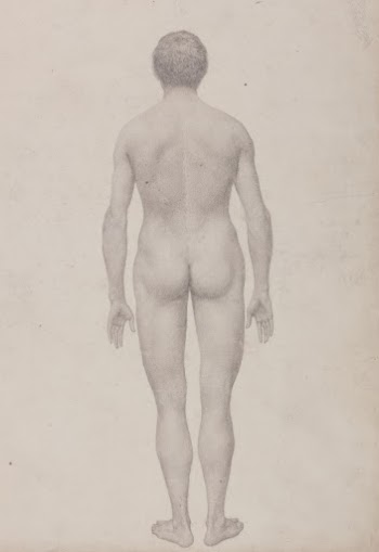 Human Figure, Posterior View, Undissected | Free Photo - rawpixel