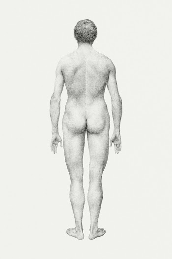 Human Figure, Posterior View, Undissected… | Free public domain illustration