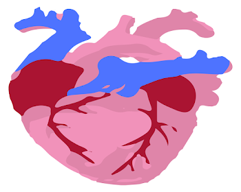 Human Hart Anatomy