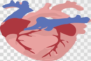 Human Hart Anatomy