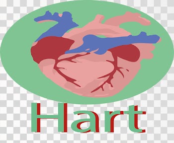 Human Hart Anatomy