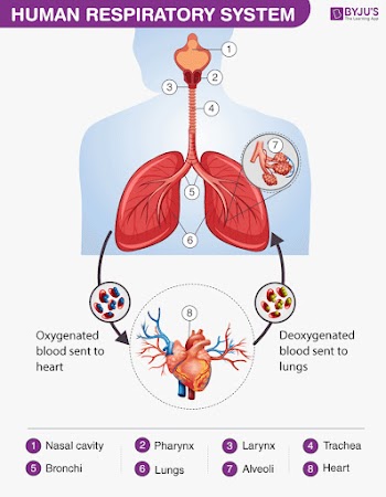 Human Hart Anatomy