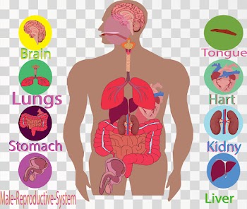 Human Hart Anatomy