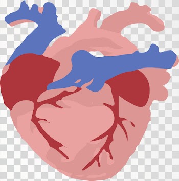 Human Hart Anatomy