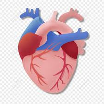 Human Hart Anatomy