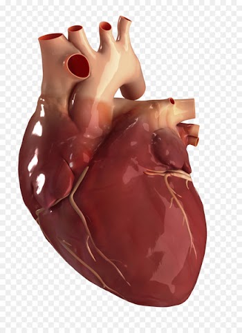 Human heart Circulatory system Anatomy Human body - Heart Health 