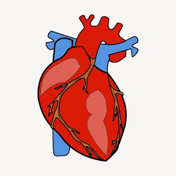 Human heart clipart, medical illustration | Free PSD - rawpixel