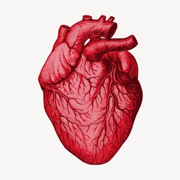 Human heart clipart, organ illustration | Free Vector - rawpixel