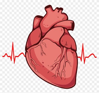 Human Heart Clipart Png - Real Heart Drawing