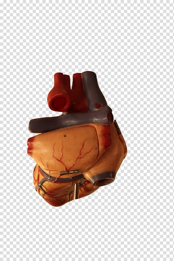 Human Heart Collection, heart scale model transparent background PNG clipart