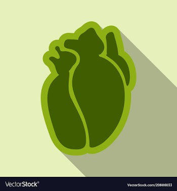 Human heart flat style simple of human internal vector image