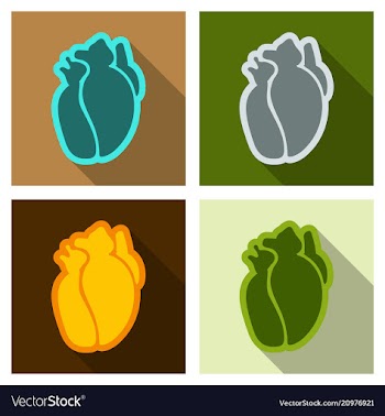 Human heart flat style simple of human internal vector image