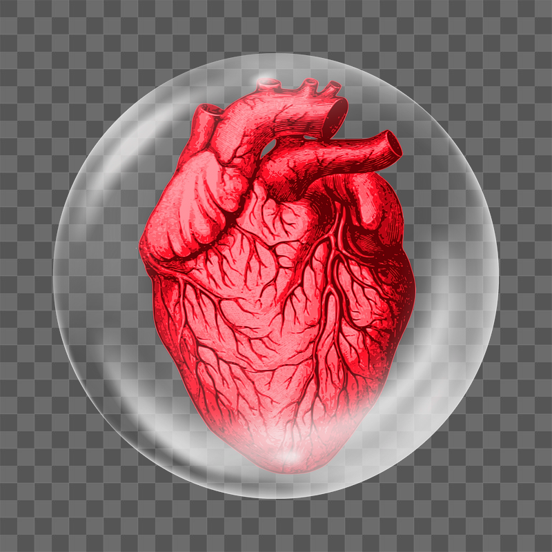 Human heart png   | Free PNG - rawpixel
