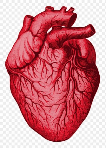 Human heart png sticker illustration, | Free PNG - rawpixel
