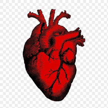 Human heart png sticker, realistic | Free PNG - rawpixel
