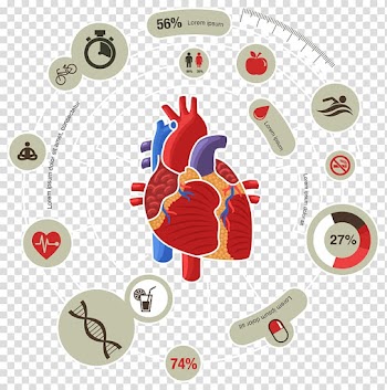 Human heart with captions illustration, Myocardial infarction Heart Cardiovascular disease Symptom, Medical Biology Innovation Chart transparent background PNG clipart