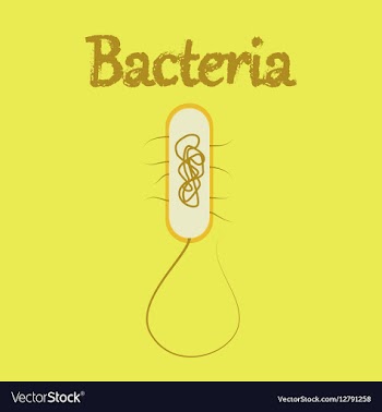Human icon in flat style bacteria vector image