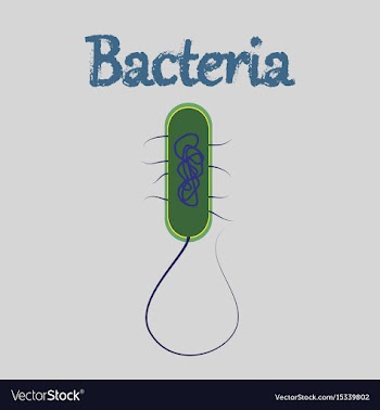 Human icon in flat style bacteria vector image