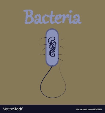 Human icon in flat style bacteria vector image