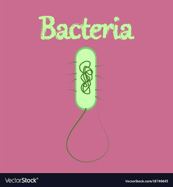 Human icon in flat style bacteria vector image
