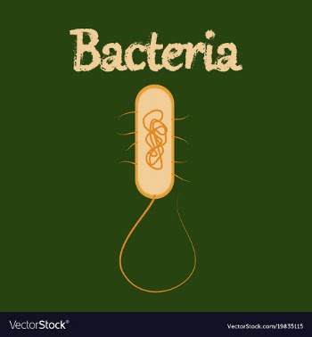 Human icon in flat style bacteria vector image