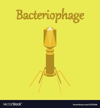 Human icon in flat style bacteriophage vector image