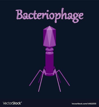 Human icon in flat style bacteriophage vector image