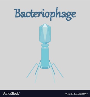 Human icon in flat style bacteriophage vector image