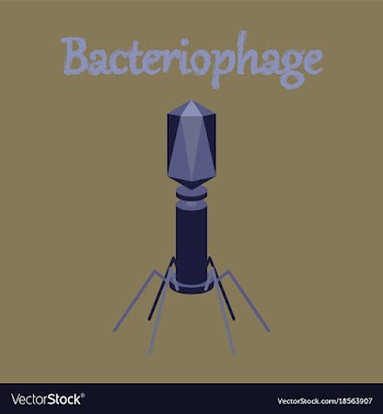 Human icon in flat style bacteriophage vector image